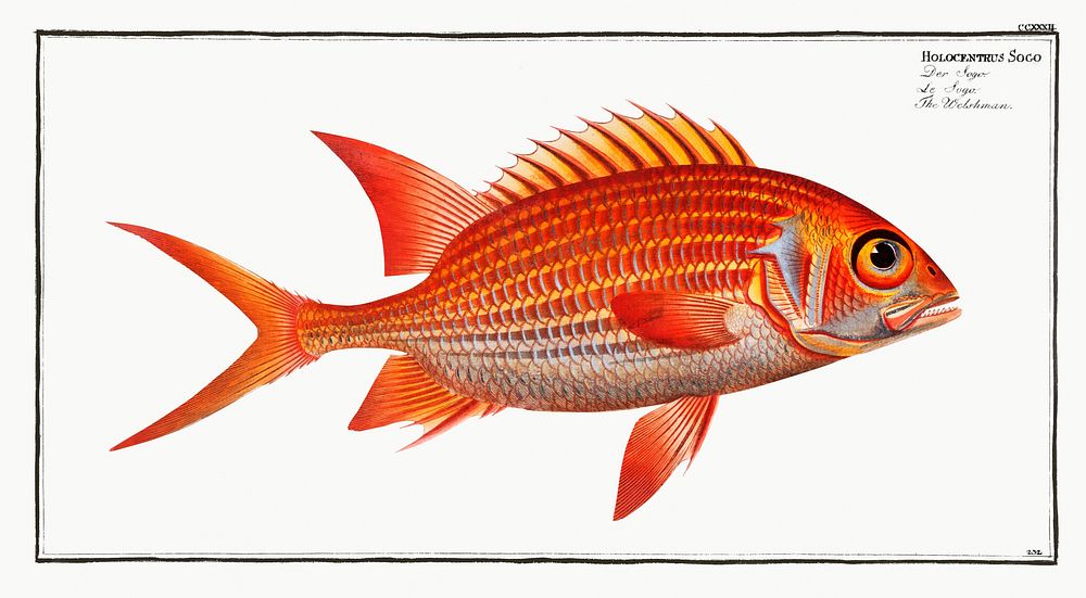 Welshman (Holocentrus Sogo) from Ichtylogie, ou Histoire naturelle: g&eacute;nerale et particuli&eacute;re des poissons…
