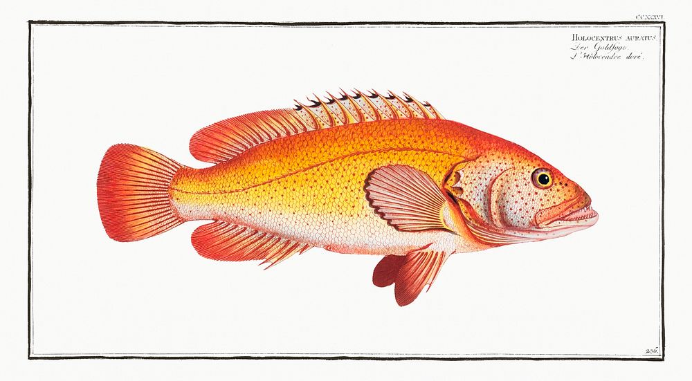 Holocentrus auratus from Ichtylogie, ou Histoire naturelle: g&eacute;nerale et particuli&eacute;re des poissons…