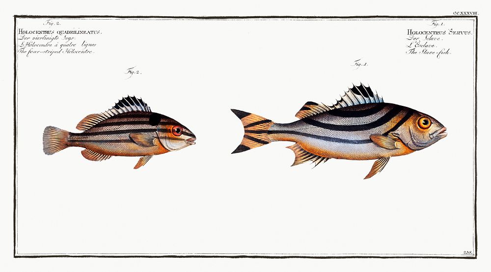 1. Slave-fish (Holocentrus Servus) 2. Four-striped Holocentre (Holocentrus quadrilineatus) from Ichtylogie, ou Histoire…