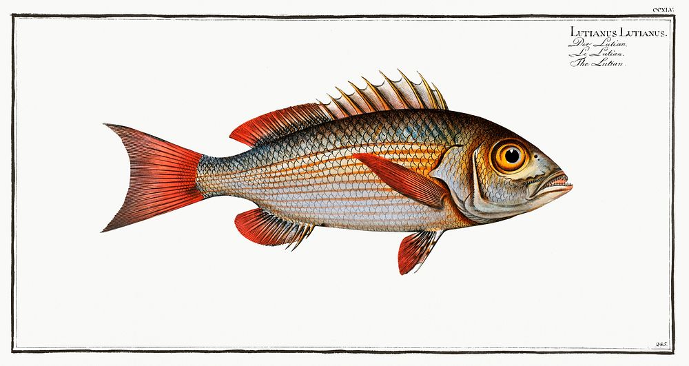 Lutian (Lutianus Lutianus) from Ichtylogie, ou Histoire naturelle: g&eacute;nerale et particuli&eacute;re des poissons…
