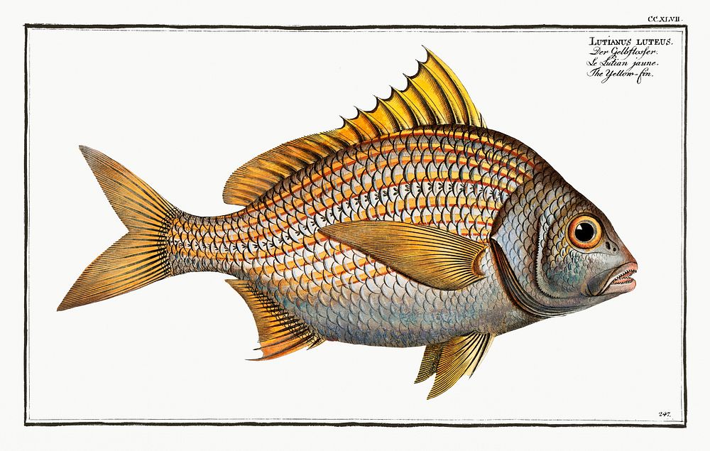 Yellow-fin (Lutianus luteus) from Ichtylogie, ou Histoire naturelle: g&eacute;nerale et particuli&eacute;re des poissons…