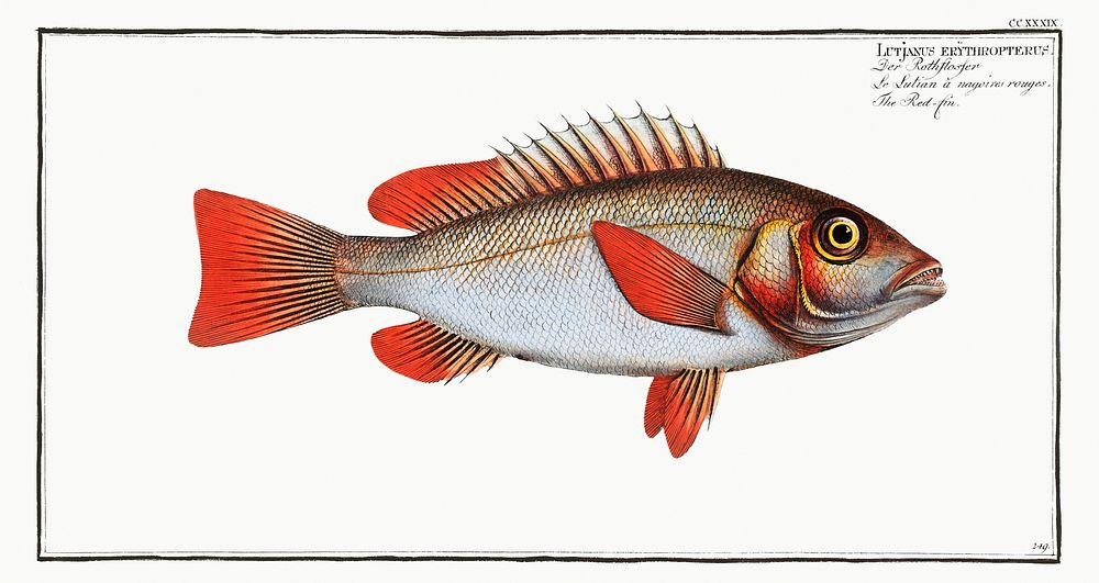 Red-fin (Lutjanus erythropterus) from Ichtylogie, ou Histoire naturelle: g&eacute;nerale et particuli&eacute;re des poissons…