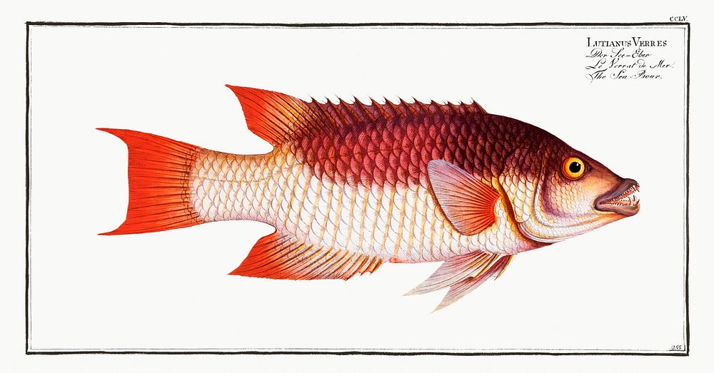 Sea Boar (Lutianus Vrres) from Ichtylogie, ou Histoire naturelle: g&eacute;nerale et particuli&eacute;re des poissons…