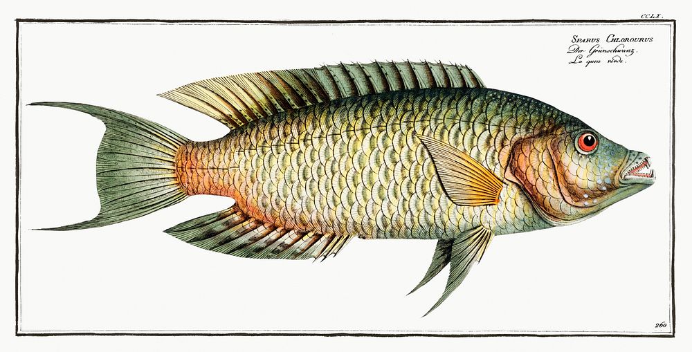 Sparus Chlorourus from Ichtylogie, ou Histoire naturelle: g&eacute;nerale et particuli&eacute;re des poissons…