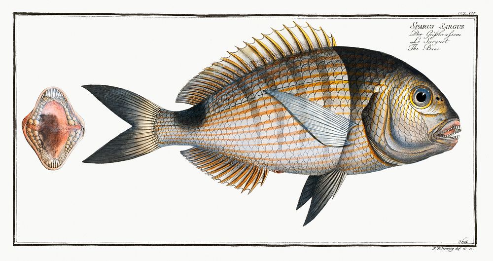 Base (Sparus Sargus) from Ichtylogie, ou Histoire naturelle: g&eacute;nerale et particuli&eacute;re des poissons…