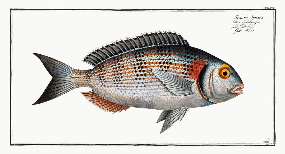 Gilt-Head (Sparus Aurata) from Ichtylogie, ou Histoire naturelle: g&eacute;nerale et particuli&eacute;re des poissons…