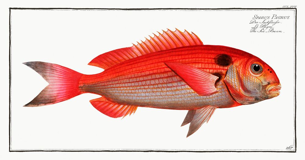 Sea-Bream (Sparus Pargus) from Ichtylogie, ou Histoire naturelle: g&eacute;nerale et particuli&eacute;re des poissons…