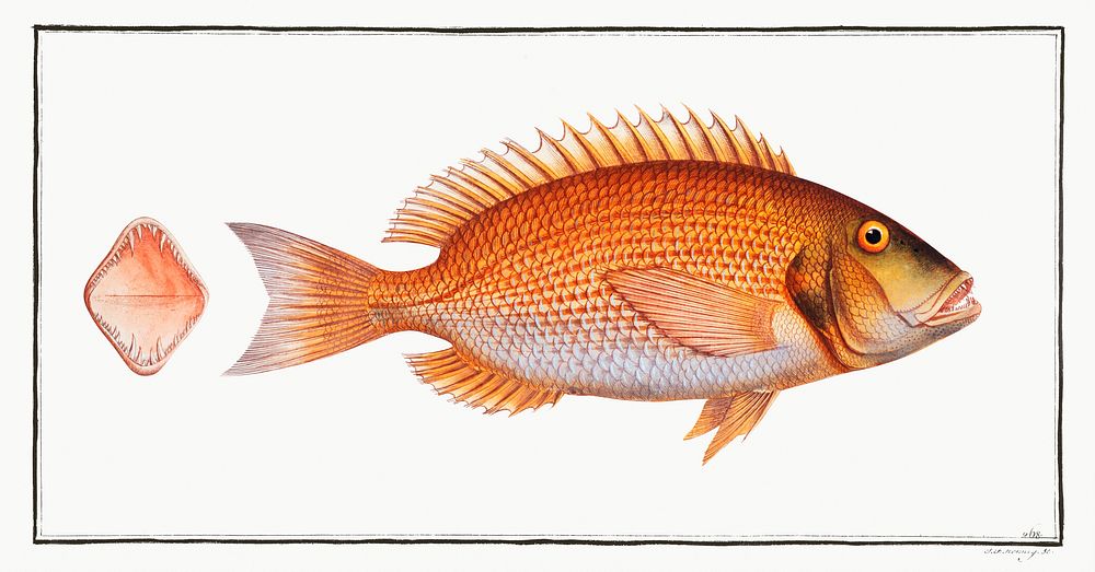 Sea-Rough (Sparus Dentex) from Ichtylogie, ou Histoire naturelle: g&eacute;nerale et particuli&eacute;re des poissons…
