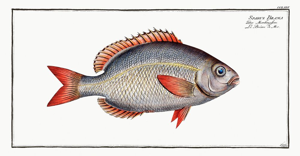Sparus Brama from Ichtylogie, ou Histoire naturelle: g&eacute;nerale et particuli&eacute;re des poissons (1785&ndash;1797)…