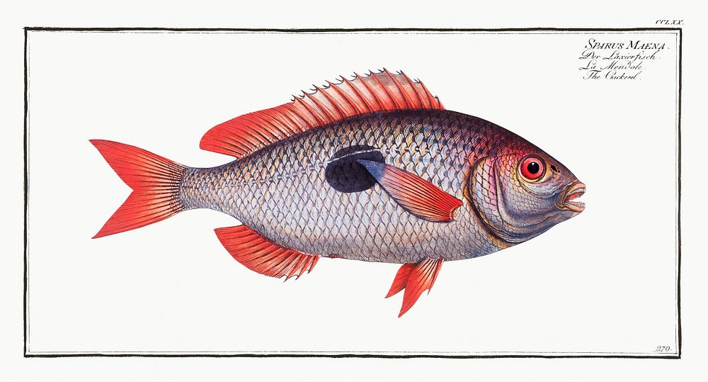 Cackerel (Sparus Maena) from Ichtylogie, ou Histoire naturelle: g&eacute;nerale et particuli&eacute;re des poissons…