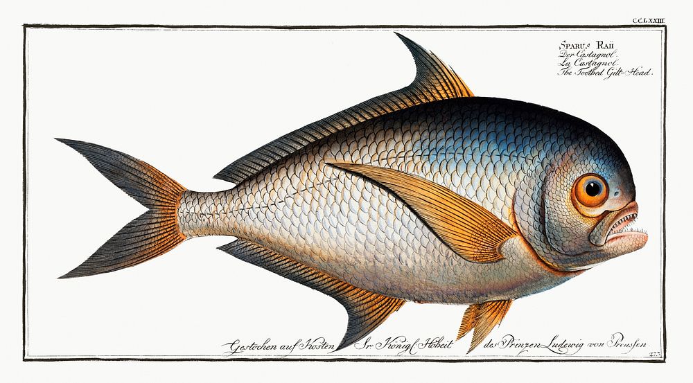 Toothed Gild-Head (Sparus Raii) from Ichtylogie, ou Histoire naturelle: g&eacute;nerale et particuli&eacute;re des poissons…