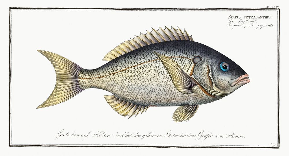 Sparus tetracanthus from Ichtylogie, ou Histoire naturelle: g&eacute;nerale et particuli&eacute;re des poissons…