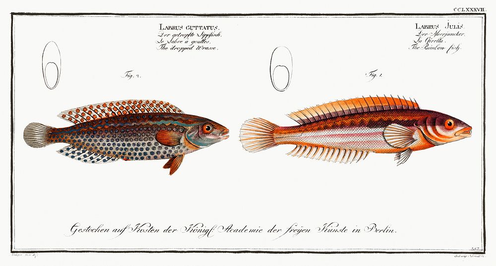 1. Rainbow-fish (Labrus Julis) 2. Dropped Wrasse (Labrus Guttatus) from Ichtylogie, ou Histoire naturelle: g&eacute;nerale…