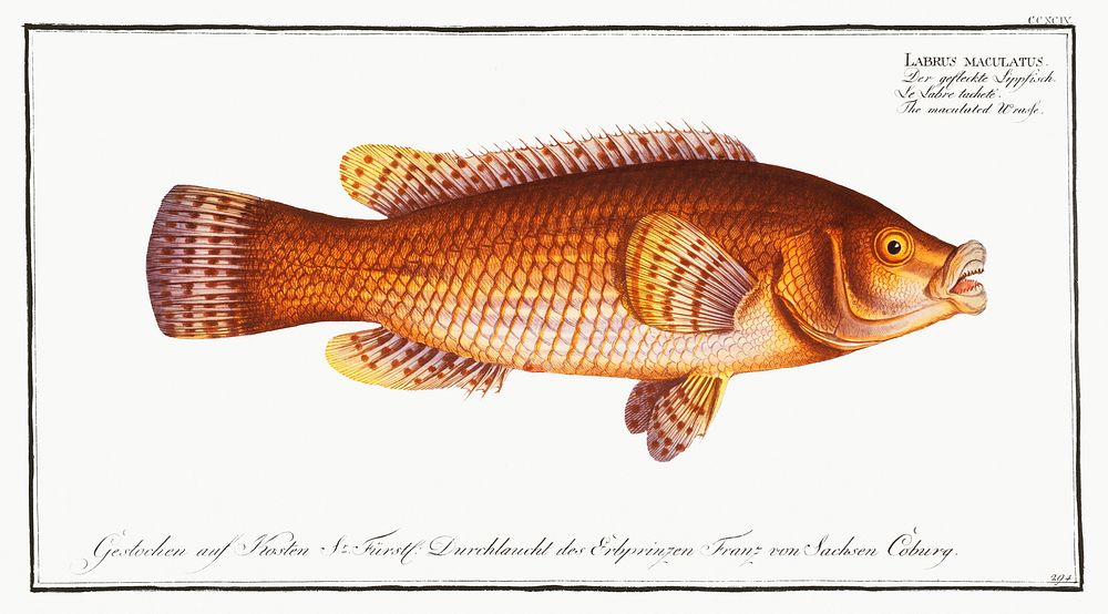Maculated Wrasse (Labrus maculatus) from Ichtylogie, ou Histoire naturelle: g&eacute;nerale et particuli&eacute;re des…