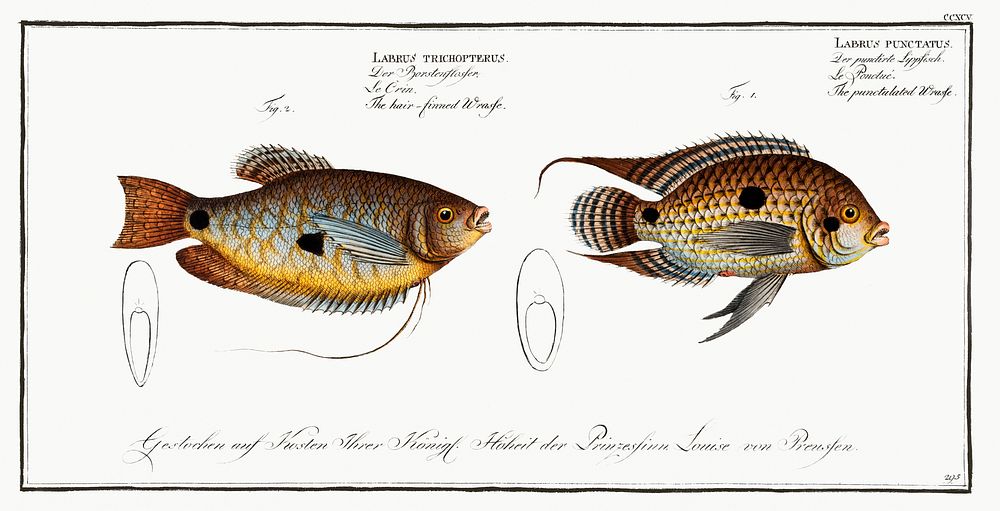 1. Punctulated Wrasse (Labrus punctatus) 2. Hair-finned Wrasse (Labrus trichonterus) from Ichtylogie, ou Histoire naturelle:…