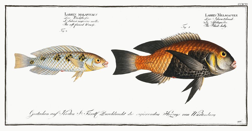 1. Black-belly (Labrus Melagaster) 2. Soft finned Wrasse (Labrus malapterus) from Ichtylogie, ou Histoire naturelle:…