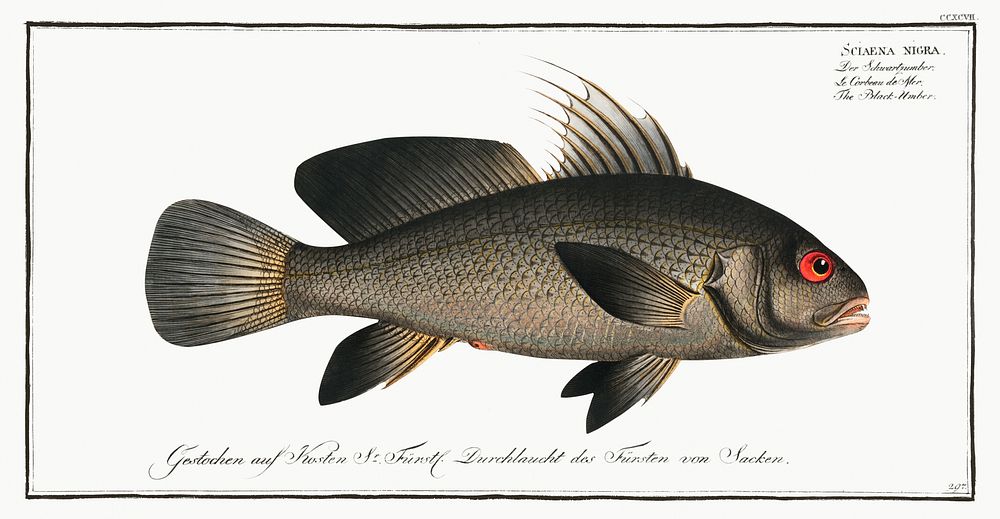 Black-Umber (Sciaena nigra) from Ichtylogie, ou Histoire naturelle: g&eacute;nerale et particuli&eacute;re des poissons…
