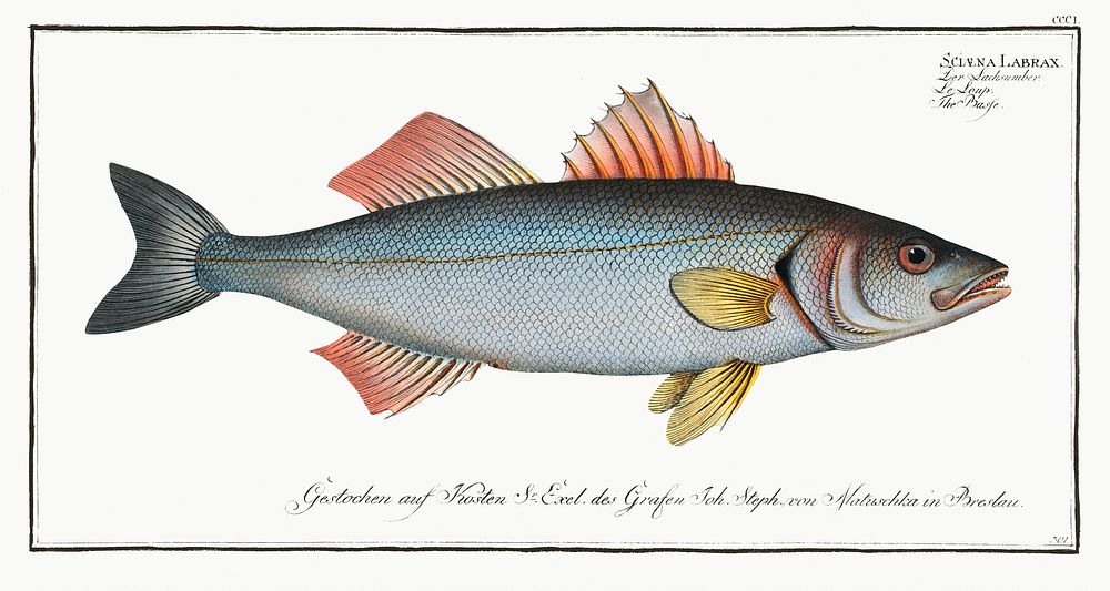 Basse (Sciaena Labrax) from Ichtylogie, ou Histoire naturelle: g&eacute;nerale et particuli&eacute;re des poissons…