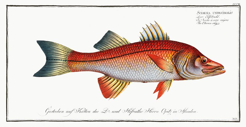 Eleven-ray (Sciaena undecimalis) from Ichtylogie, ou Histoire naturelle: g&eacute;nerale et particuli&eacute;re des poissons…