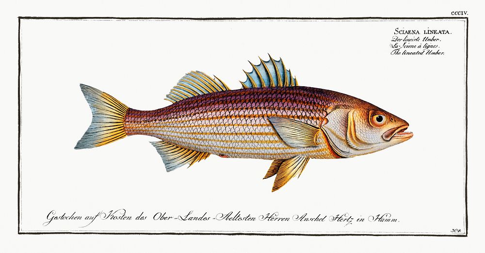 Lineated Umber (Sciaena lineata) from Ichtylogie, ou Histoire naturelle: g&eacute;nerale et particuli&eacute;re des poissons…