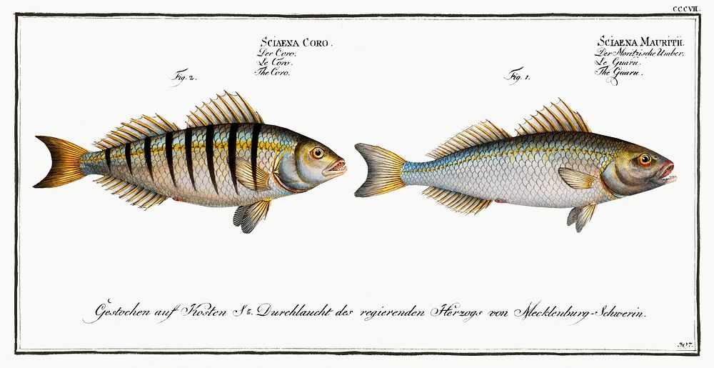 1. Guaru (Sciaena Mauritii) 2. Coro (Sciaena Coro) from Ichtylogie, ou Histoire naturelle: g&eacute;nerale et…
