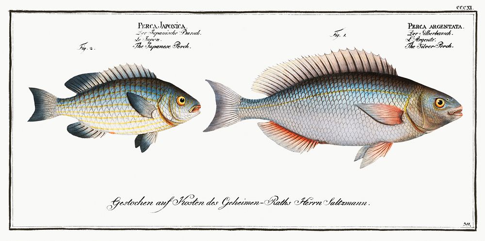 1. Silver-Perch (Perca argentata) 2. Japanese Perch (Perca Japonica) from Ichtylogie, ou Histoire naturelle: g&eacute;nerale…