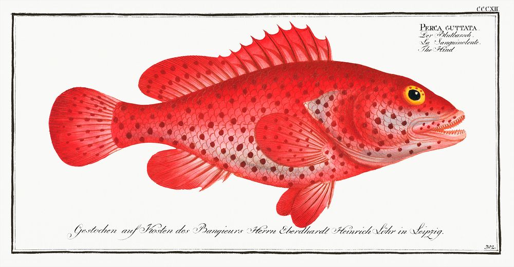 Hind (Perca Guttata) from Ichtylogie, ou Histoire naturelle: g&eacute;nerale et particuli&eacute;re des poissons…