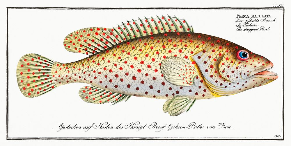 Dropped Perch (Perca maculata) from Ichtylogie, ou Histoire naturelle: g&eacute;nerale et particuli&eacute;re des poissons…