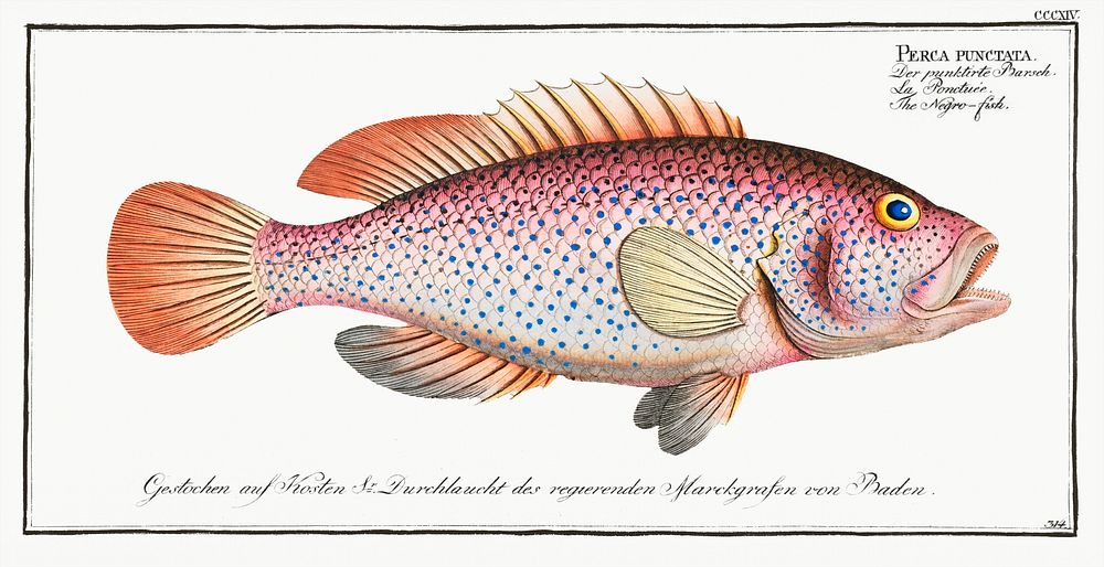 Negro-fish (Perca punctata) from Ichtylogie, ou Histoire naturelle: g&eacute;nerale et particuli&eacute;re des poissons…