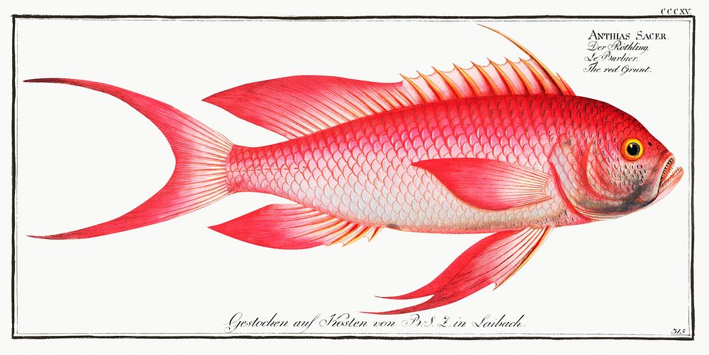 Red Grunt (Anthias Sacer) from Ichtylogie, ou Histoire naturelle: g&eacute;nerale et particuli&eacute;re des poissons…