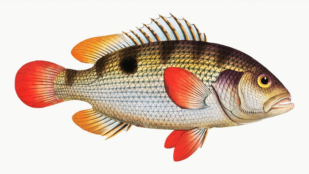 Vintage illustration of John's Grunt (Anthias Johnii)