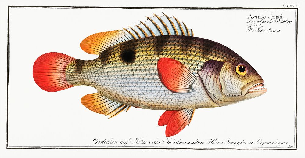John's Grunt (Anthias Johnii) from Ichtylogie, ou Histoire naturelle: g&eacute;nerale et particuli&eacute;re des poissons…
