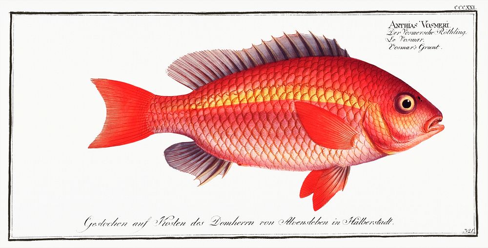 Vosmar's Grunt (Anthias Vosmeri) from Ichtylogie, ou Histoire naturelle: g&eacute;nerale et particuli&eacute;re des poissons…