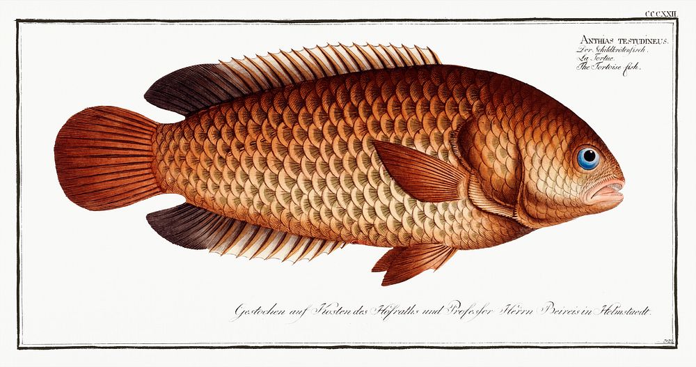 Tortoise-fish (Anthias testudineus) from Ichtylogie, ou Histoire naturelle: g&eacute;nerale et particuli&eacute;re des…