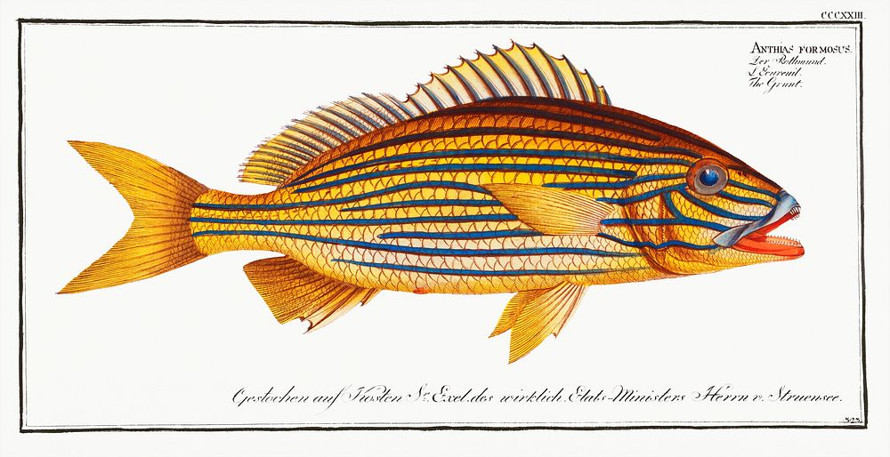 Grunt (Anthias formosus) from Ichtylogie, ou Histoire naturelle: g&eacute;nerale et particuli&eacute;re des poissons…