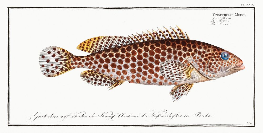Merra (Epinephelus Merra) from Ichtylogie, ou Histoire naturelle: g&eacute;nerale et particuli&eacute;re des poissons…