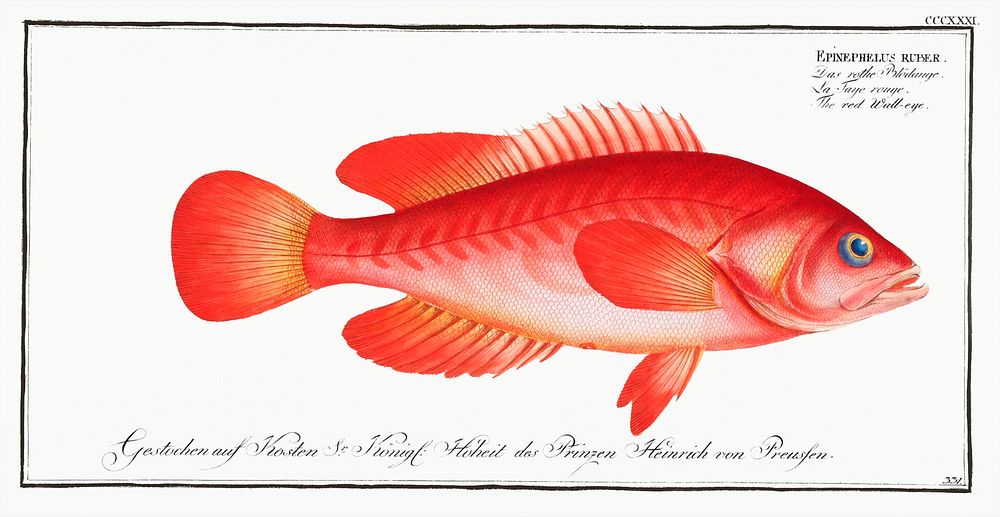 Red Wall-eye (Epinephelus ruber) from Ichtylogie, ou Histoire naturelle: g&eacute;nerale et particuli&eacute;re des poissons…