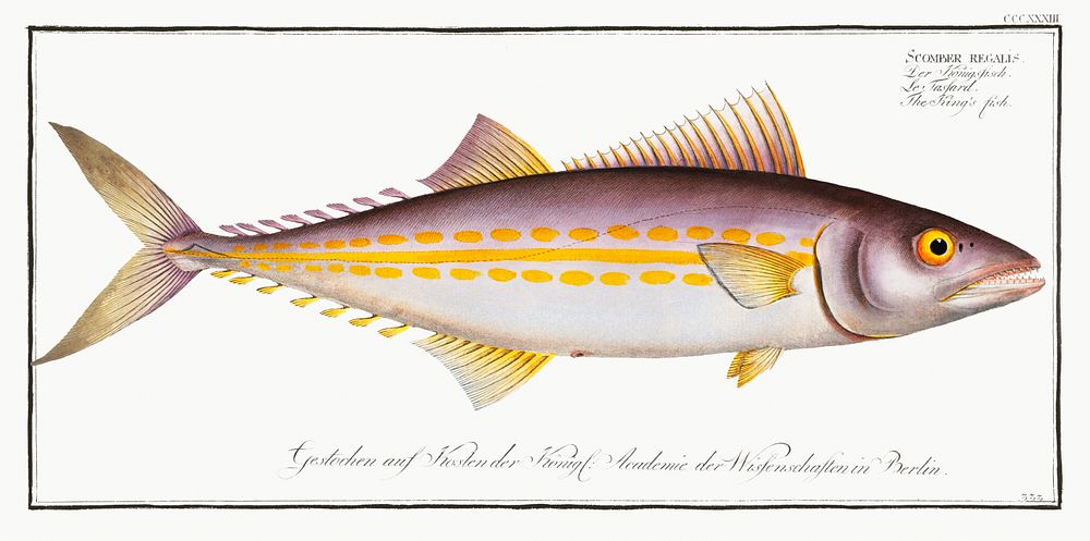 King's fish (Scomber regalis) from Ichtylogie, ou Histoire naturelle: g&eacute;nerale et particuli&eacute;re des poissons…