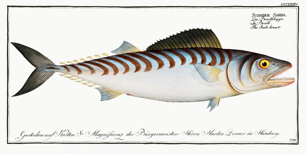 Scale-breast (Scomber Sarda) from Ichtylogie, ou Histoire naturelle: g&eacute;nerale et particuli&eacute;re des poissons…