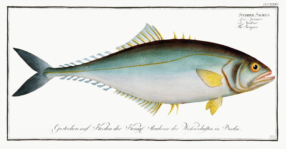 Jumper (Scomber Saliens) from Ichtylogie, ou Histoire naturelle: g&eacute;nerale et particuli&eacute;re des poissons…