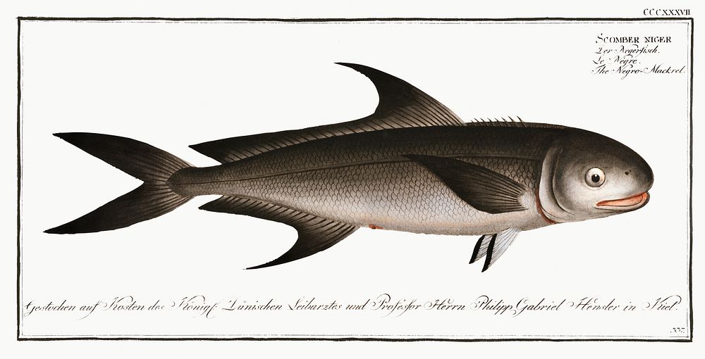Negro-Mackrel (Scomber niger) from Ichtylogie, ou Histoire naturelle: g&eacute;nerale et particuli&eacute;re des poissons…