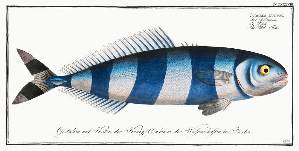 Pilote-Fish (Scomber Ductor) from Ichtylogie, ou Histoire naturelle: g&eacute;nerale et particuli&eacute;re des poissons…