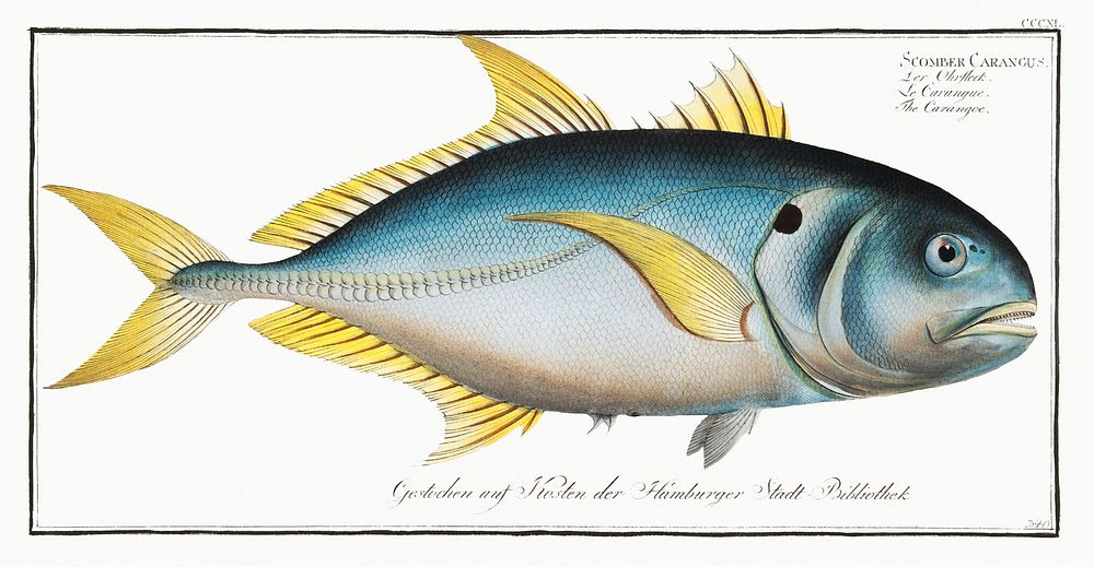Carangoe (Scomber Carangus) from Ichtylogie, ou Histoire naturelle: g&eacute;nerale et particuli&eacute;re des poissons…