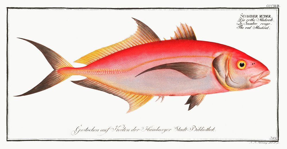 Red Mackrel (Scomber ruber) from Ichtylogie, ou Histoire naturelle: g&eacute;nerale et particuli&eacute;re des poissons…