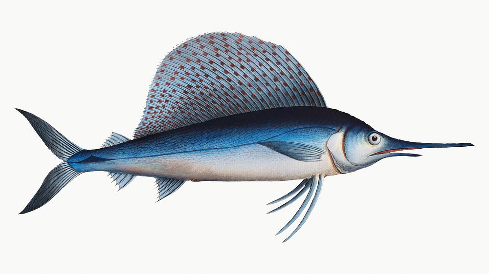 Vintage illustration of Ola-Fish (Scomber Gladius)