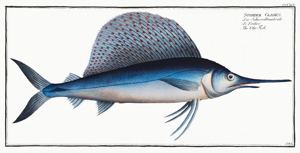 Ola-Fish (Scomber Gladius) from Ichtylogie, ou Histoire naturelle: g&eacute;nerale et particuli&eacute;re des poissons…