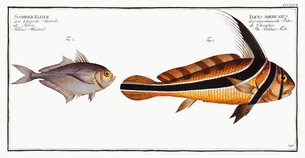 1. Ribban-Fish (Eques americanus) 2. Klein's Mackrel (Scomber Kleinii) from Ichtylogie, ou Histoire naturelle:…