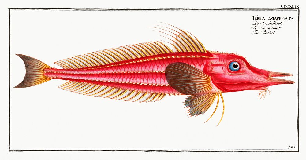 Rochet (Trigla cataphracta) from Ichtylogie, ou Histoire naturelle: g&eacute;nerale et particuli&eacute;re des poissons…