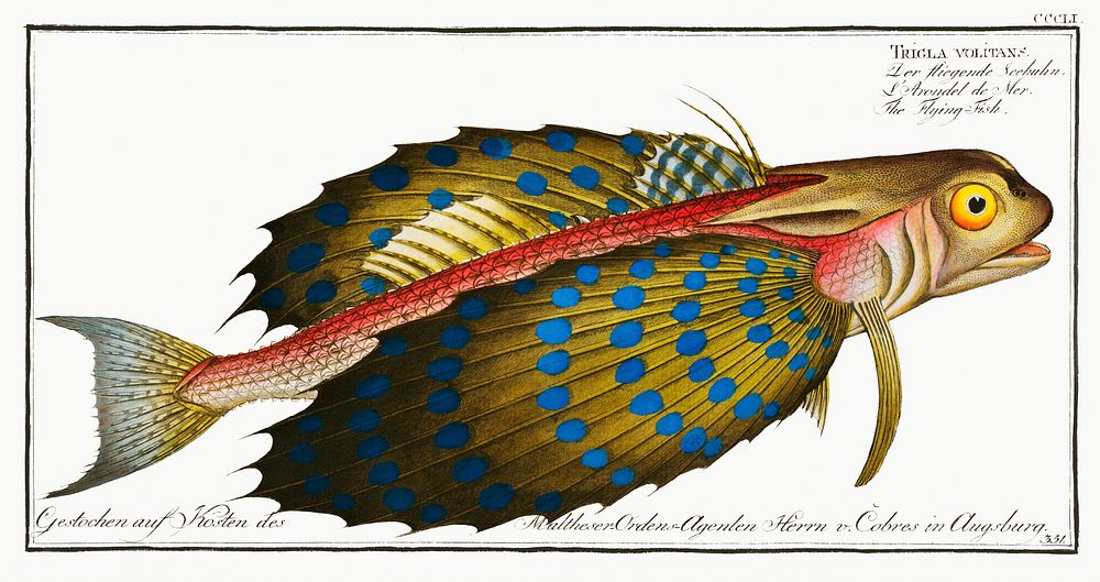 Flying-Fish (Trigla volitans) from Ichtylogie, ou Histoire naturelle: g&eacute;nerale et particuli&eacute;re des poissons…