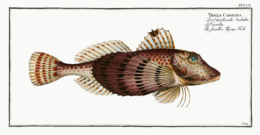 Smaller Flying-Fish (Trigla Carolina) from Ichtylogie, ou Histoire naturelle: g&eacute;nerale et particuli&eacute;re des…